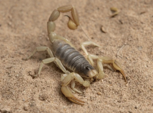 A light-colored scorpion on sandy ground, a pest targeted by C4 Pest Solutions in Wittmann, AZ.