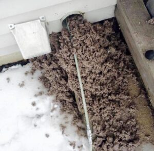 A large pile of lint and debris extracted from an outdoor vent, demonstrating a cleaning service by Fresh N Clean Duct Cleaning in Arvada, CO.