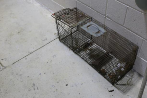 A large wire live animal trap placed on a concrete floor by Complete Exterminating INC in Vancouver, WA.