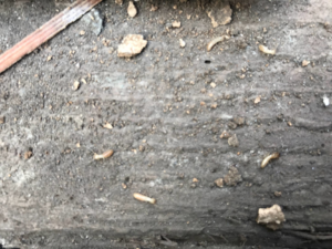 Live termites visible on a dirt surface, indicating an active infestation for Omega Termite and Pest Control in Oakland, CA.