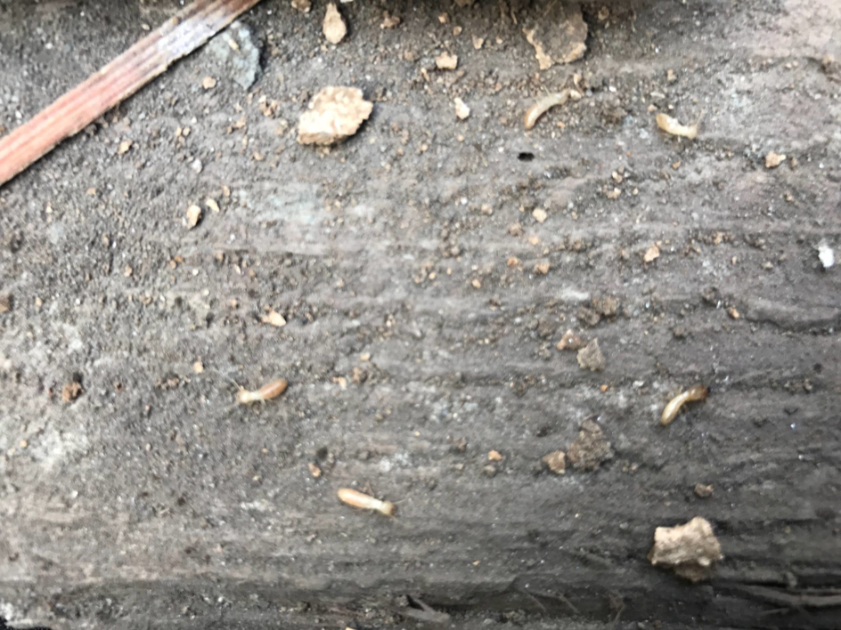 Live termites visible on a dirt surface, indicating an active infestation for Omega Termite and Pest Control in Oakland, CA.