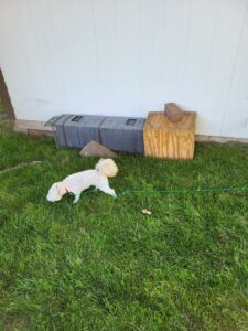 Live traps set up for wildlife removal near a residential building, indicating a pest control job by Critter Control of Omaha, NE