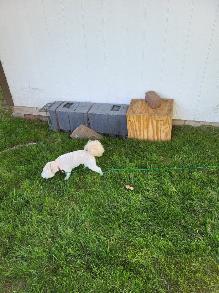Live traps set up for wildlife removal near a residential building, indicating a pest control job by Critter Control of Omaha, NE