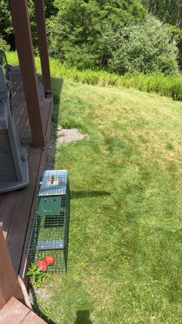 A live wildlife trap set on a residential deck for humane animal removal by PestGoat, llc. in Fort Ashby, WV.