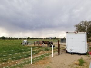 Horses grazing within a newly installed livestock fence system by All Out Companies, LLC. in Fernley, NV.
