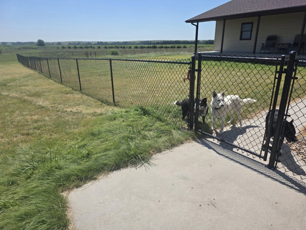 A long black chain-link fence with a gate enclosing a yard with dogs by Schumacher Fencing, LLC in Columbus, NE.