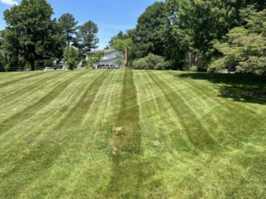 A long, well-maintained lawn featuring distinct mowing stripes by As Green Lawncare and Landscaping LLC in Frederick, MD.