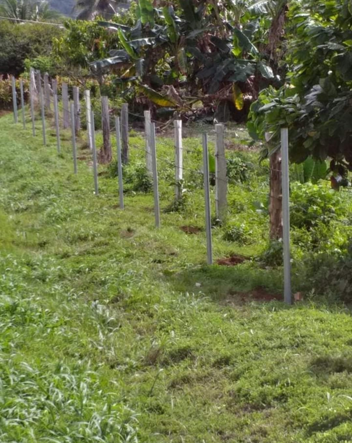 A long line of metal fence posts installed by Samoa Fencing in Faleata, Apia, Samoa.