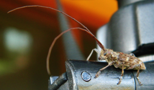 A longhorn beetle, a common pest, handled by Practical Pest Solutions and IPM Consultants LLC in Ellabell, GA.