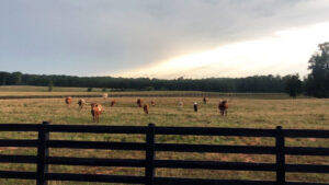 Longhorn cattle grazing in a field behind a sturdy black wood fence installed by Kentucky Fence Co in McConnells, SC.