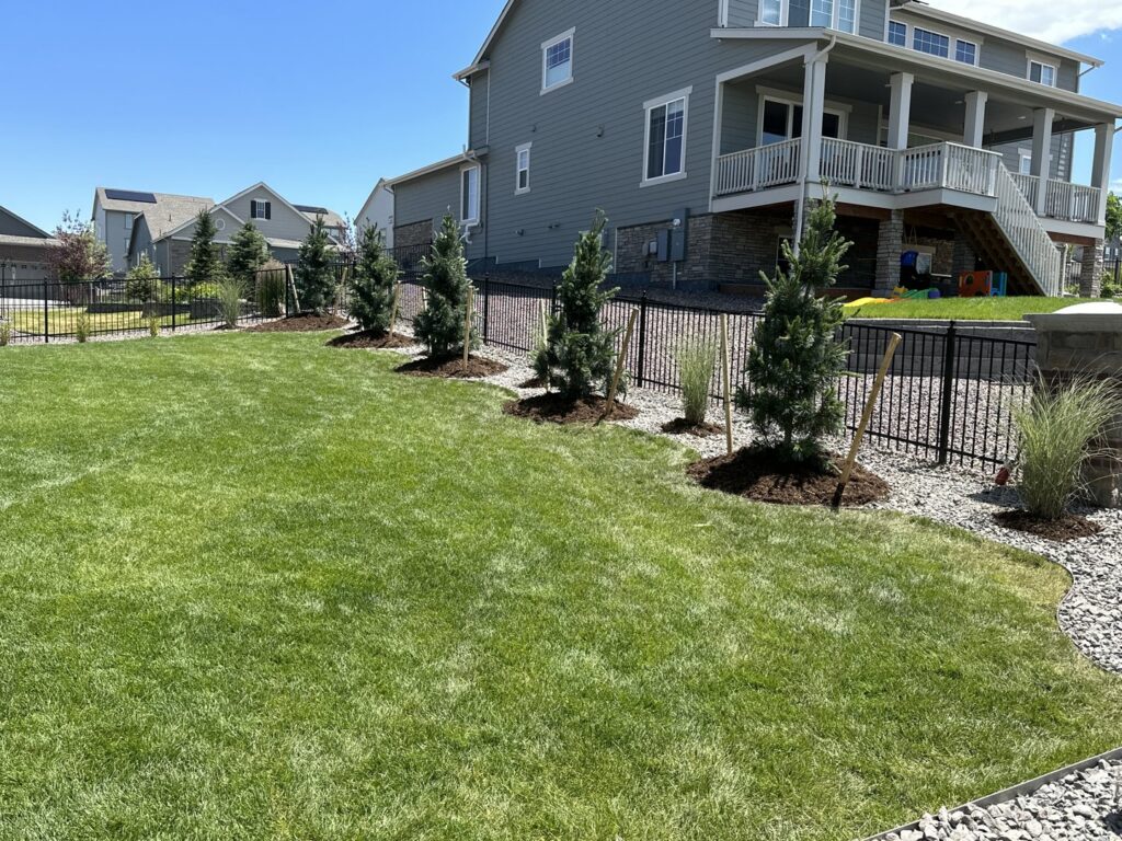 A vibrant, lush green backyard lawn with newly planted trees by The Fisherman Landscaping LLC in Westminster, CO.