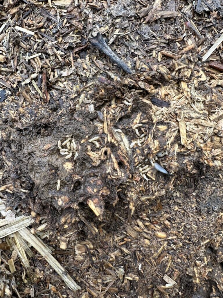 A close-up of maggots or larvae in organic matter, indicating a pest infestation handled by Laser Pest Management, Inc. in Eudora, KS.