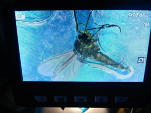A magnified image of an insect on a digital microscope screen for identification by Da Bug Doctor in Hilo, HI.