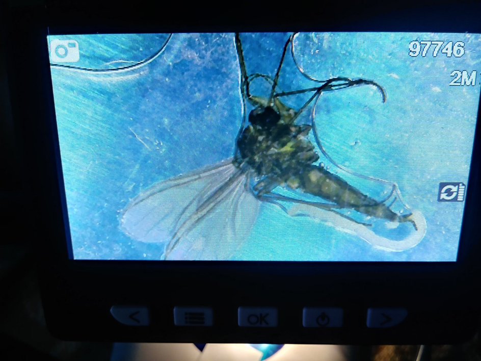 A magnified image of an insect on a digital microscope screen for identification by Da Bug Doctor in Hilo, HI.