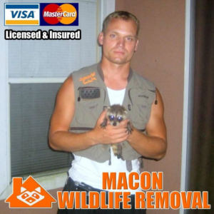 A professional from Macon Wildlife Removal Pro holding a baby raccoon in Macon, GA.