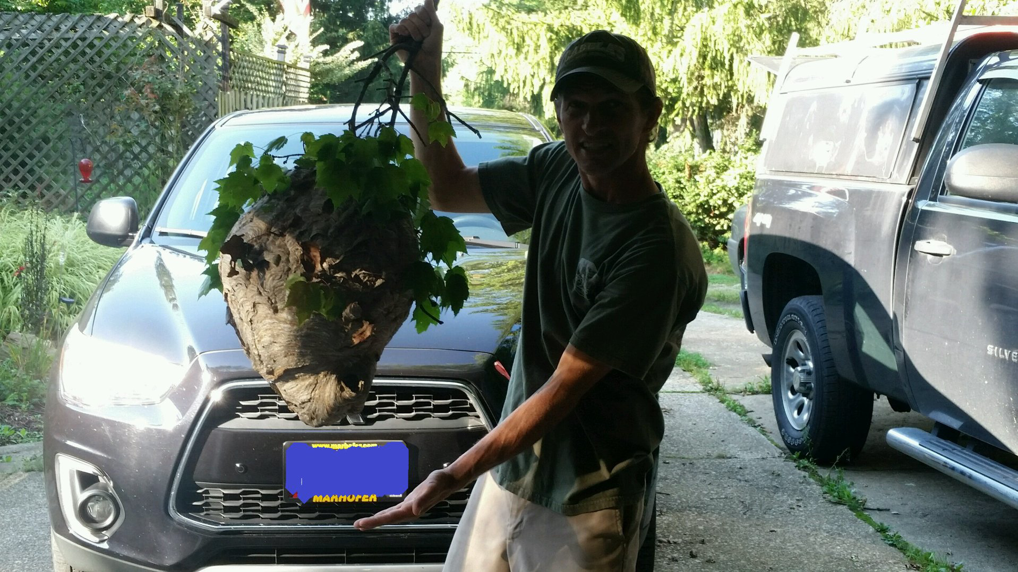 A pest control technician holding a large wasp nest after removal by Akron Pest Control in Akron, OH.