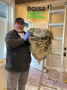 A technician from Boise Pest Control in Boise, ID, proudly holding a large wasp nest after removal.