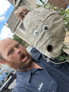 A Herman Pest Control Services technician in Minot, ND, holding a large wasp nest with googly eyes after removal.