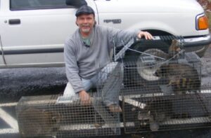 A man from ACS Animal Removal in Cincinnati, OH, kneeling next to multiple raccoons captured in live traps.