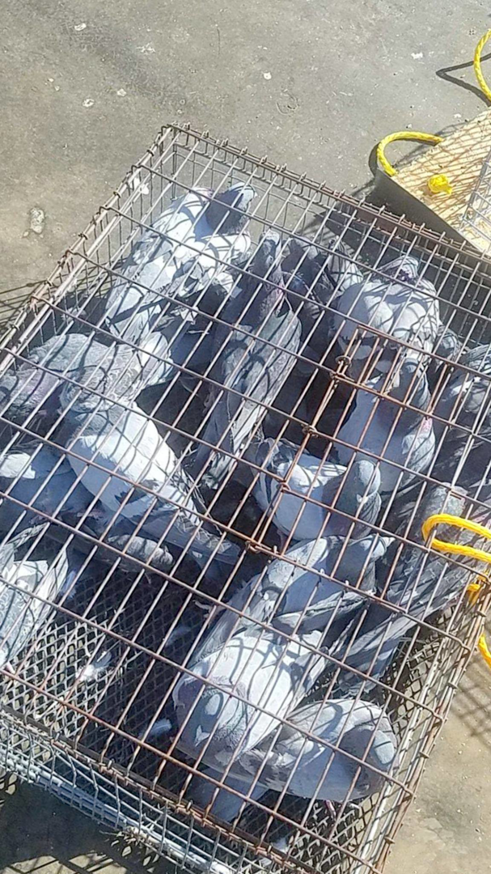 A large wire trap filled with many pigeons, demonstrating effective bird control by Pro Bird Control Tulsa, OK.