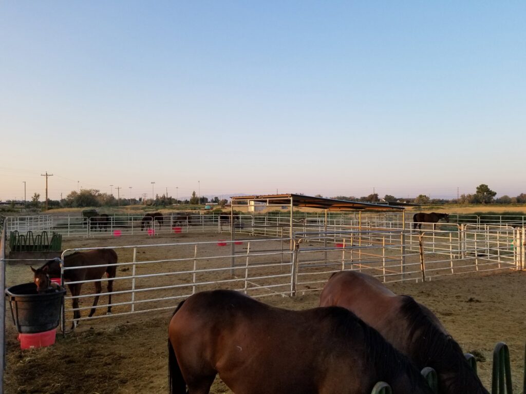 A sturdy metal panel horse corral fence installed by All Out Companies, LLC. for livestock management in Fernley, NV.