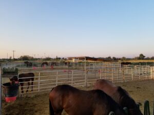 A sturdy metal panel horse corral fence installed by All Out Companies, LLC. for livestock management in Fernley, NV.