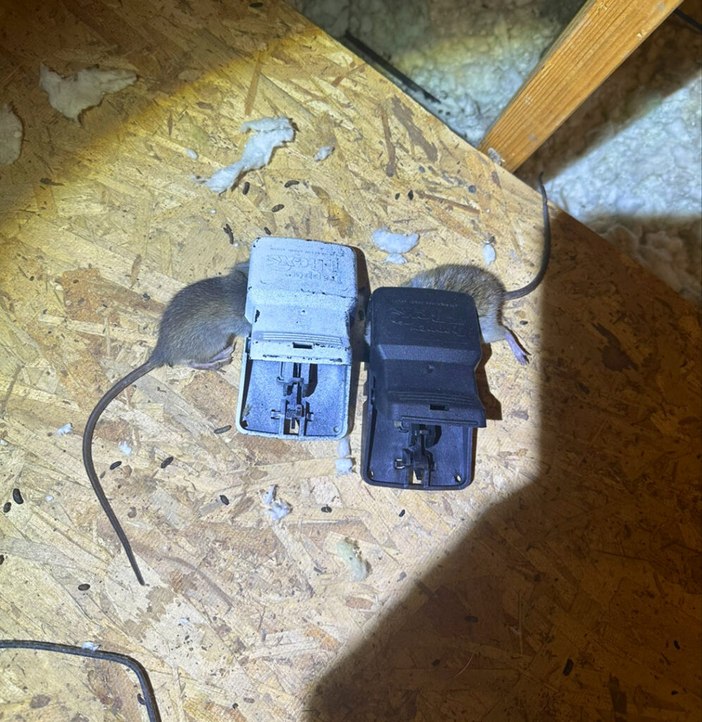 Two mice caught in snap traps in an attic space, showing effective rodent control by Sequoia Pest Solutions in Bakersfield, CA.