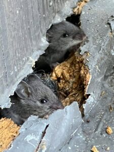 Two small mice peeking out from a damaged hole, indicating a pest infestation handled by Critter Mitch in Shawnee, KS.
