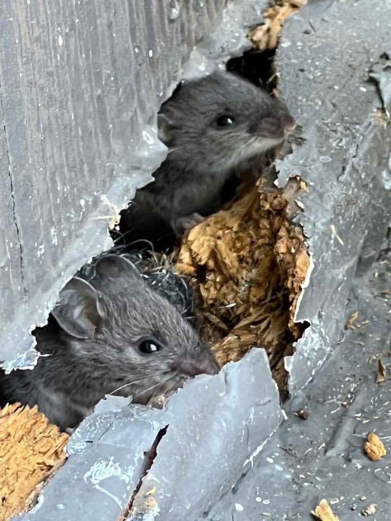 Two small mice peeking out from a damaged hole, indicating a pest infestation handled by Critter Mitch in Shawnee, KS.