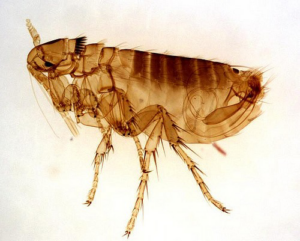 A microscopic view of a flea, illustrating a common pest handled by Southern Pest Solutions Inc in Raleigh, NC