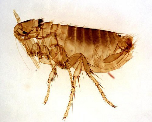 A microscopic view of a flea, illustrating a common pest handled by Southern Pest Solutions Inc in Raleigh, NC