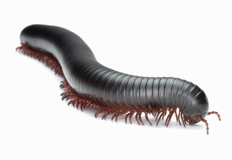 A millipede, a common pest that Don Wilkinson Pest Control helps remove in Olathe, KS.