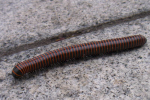 A millipede crawling on a concrete surface, a common pest managed by Prestige Pest Management in Brighton, CO.