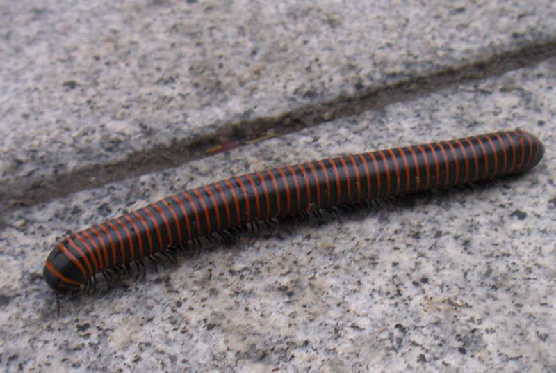 A millipede crawling on a concrete surface, a common pest managed by Prestige Pest Management in Brighton, CO.