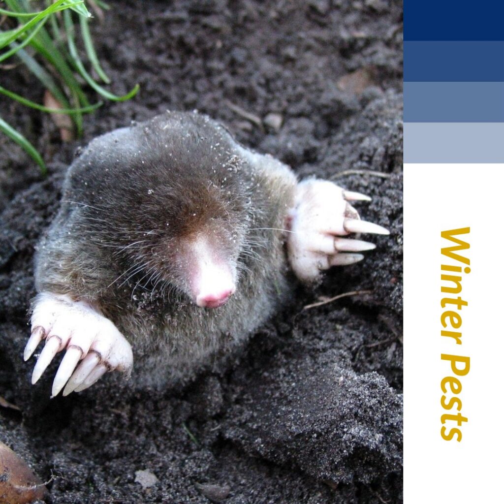 A mole emerging from the ground, representing a common winter pest that Nature's Finest handles in Tallahassee, FL.