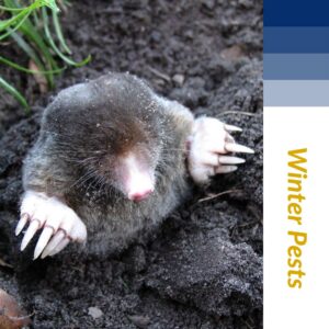 A mole emerging from the ground, representing a common winter pest that Nature's Finest handles in Tallahassee, FL.