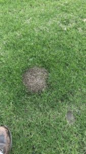 A fresh mole or gopher mound in a green lawn, indicating wildlife pest activity for Sequoia Pest Solutions in Bakersfield, CA.