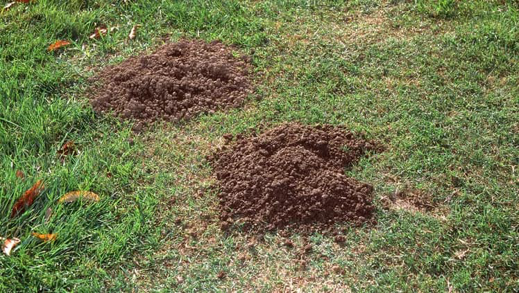 Two fresh mole hills in a green lawn, indicating a wildlife pest problem for Advantage Pest & Weed Control in Rio Rancho, NM
