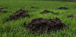 Multiple mole hills in a residential lawn, indicating active mole activity requiring wildlife control from 1 Pest Solution in Winston-Salem, NC.
