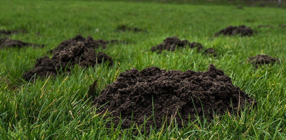 Multiple mole hills in a residential lawn, indicating active mole activity requiring wildlife control from 1 Pest Solution in Winston-Salem, NC.