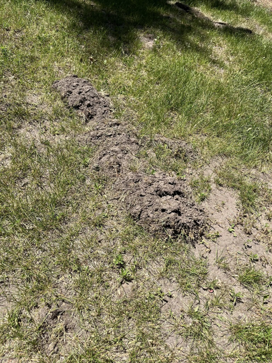 A clear mole tunnel showing damage in a grassy lawn, indicating a wildlife pest issue for Metro Pest Solutions in West Des Moines, IA.