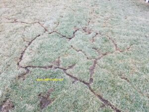 Visible mole tunnels and runs damaging a residential lawn, indicating active mole problems for All Friendly Mole Control & Pest Services in Saint Joseph, MO.