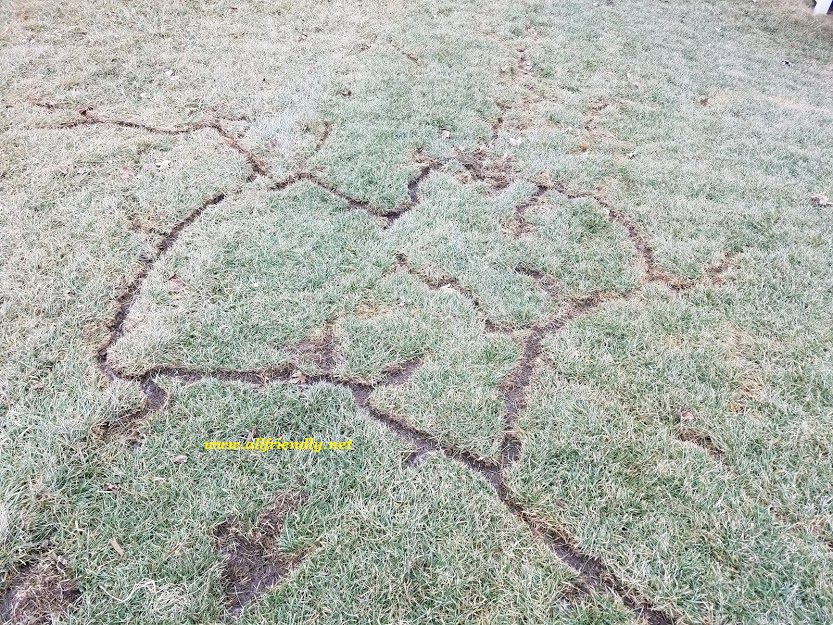 Visible mole tunnels and runs damaging a residential lawn, indicating active mole problems for All Friendly Mole Control & Pest Services in Saint Joseph, MO.