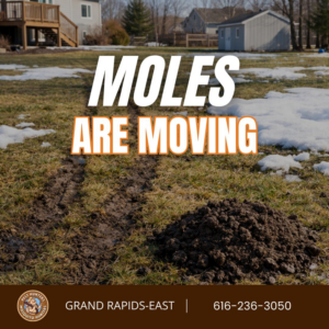 Molehills in a residential yard, indicating a pest problem, for Mosquito Hunters of Grand Rapids, MI.