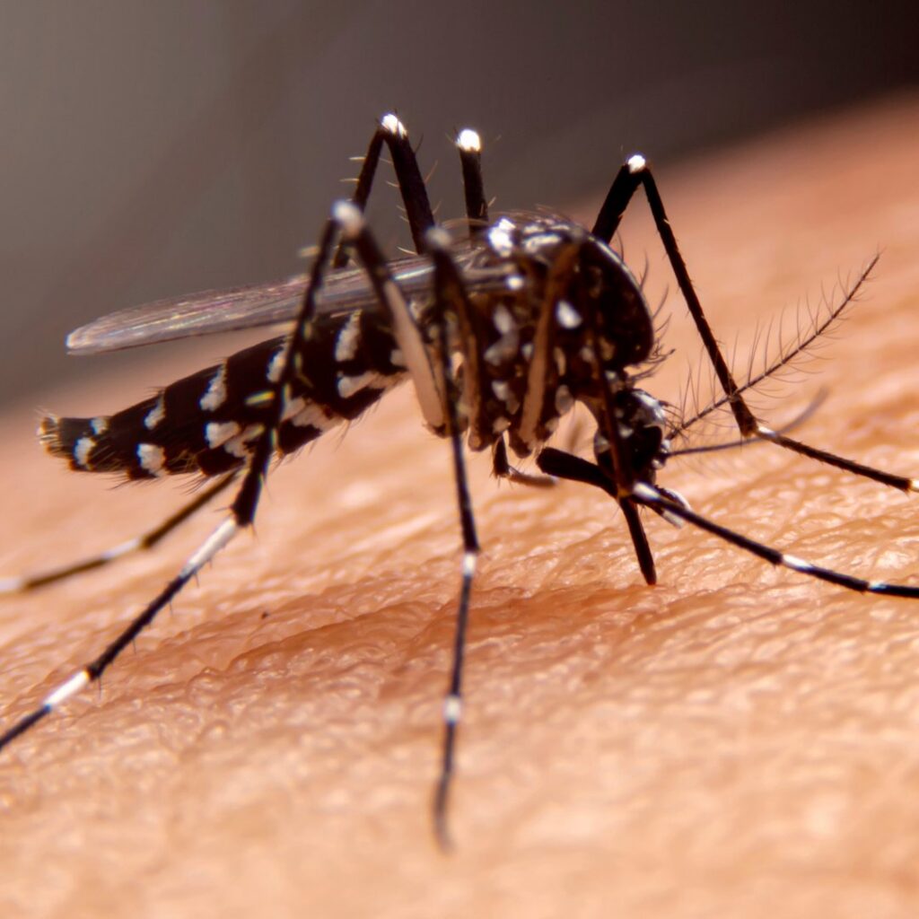 An extreme close-up of a mosquito biting human skin, a common pest issue addressed by Kaizen Pest Management in Austin, TX.