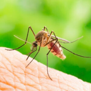 A close-up image of a mosquito biting human skin, a common pest issue addressed by Maximum Pest Management in Wichita, KS.