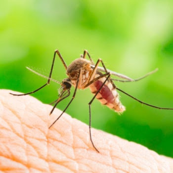 A close-up image of a mosquito biting human skin, a common pest issue addressed by Maximum Pest Management in Wichita, KS.