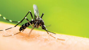 A close-up of a mosquito biting human skin, representing mosquito control services offered by Pros In Control Pest Services in Jersey City, NJ.