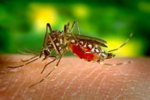 A close-up of a mosquito biting human skin, highlighting mosquito control services by Sunny Day Pest Control in Pine Bluff, AR.