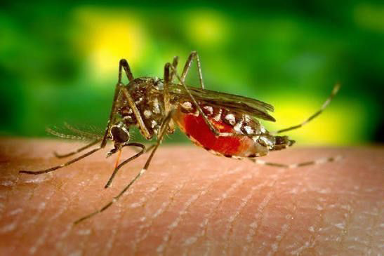 A close-up of a mosquito biting human skin, highlighting mosquito control services by Sunny Day Pest Control in Pine Bluff, AR.